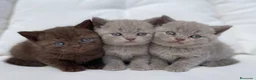 Británico de Pelo Corto gatos en venta: THELUXEKITTENS BRITISH SHORTHAIR LILAC Y CHOCOLATE - Anuncio 3