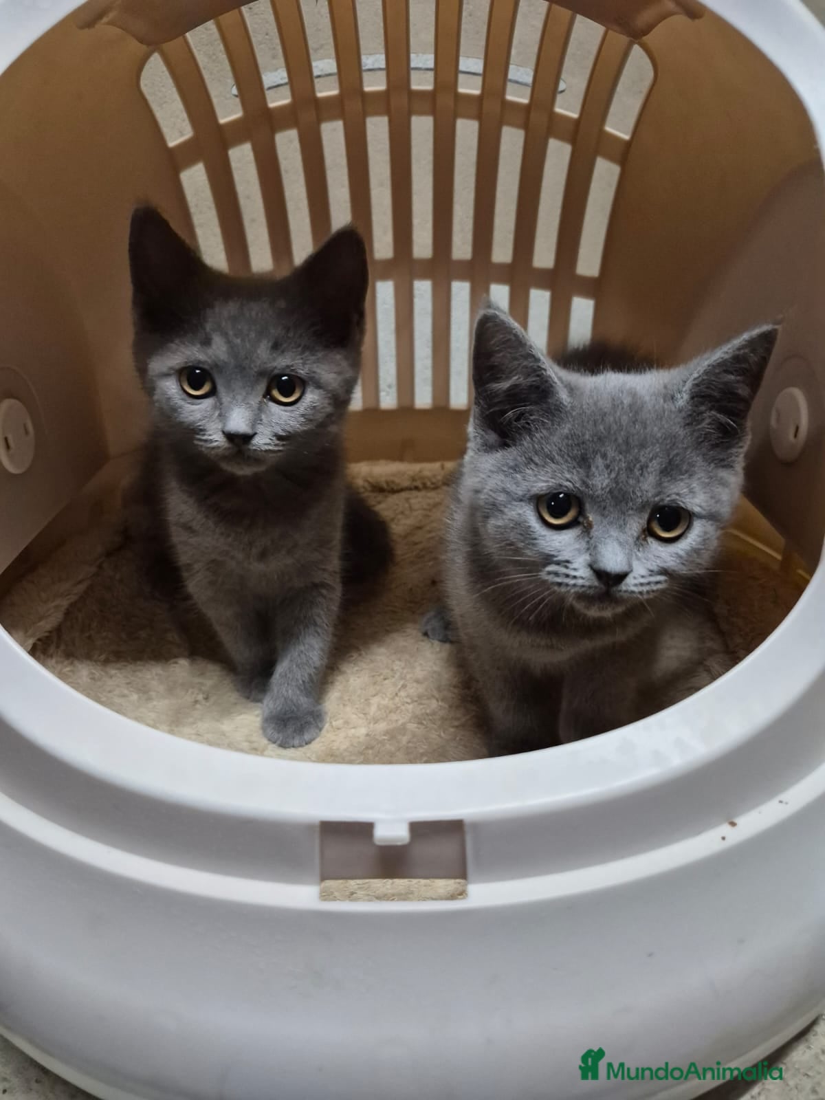 Británico de Pelo Corto Azul gatos Gatitas de brithis shorthai,   - Anuncio 2