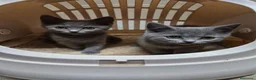 Británico de Pelo Corto Azul gatos en venta: Gatitas de brithis shorthai,   - Anuncio 1