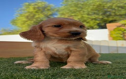 Cocker Spaniel Inglés perros en venta: COCKER SPANIEL INGLES - Imagen 4