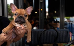 Bulldog Francés perros en venta: BULLDOG FRANCES PUPPY.  - Imagen 3
