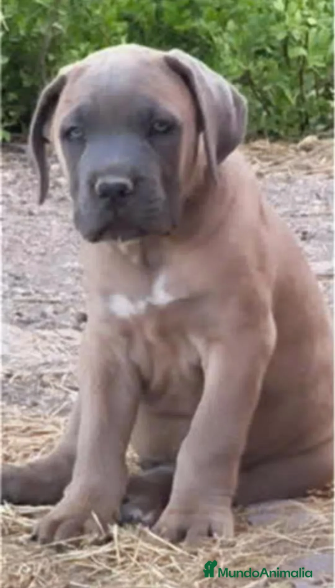 Cane Corso perros en venta: Cane corso - Anuncio 1