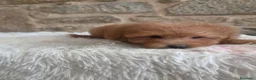 Caniche Toy perros en venta: Cachorro caniche - Anuncio 6