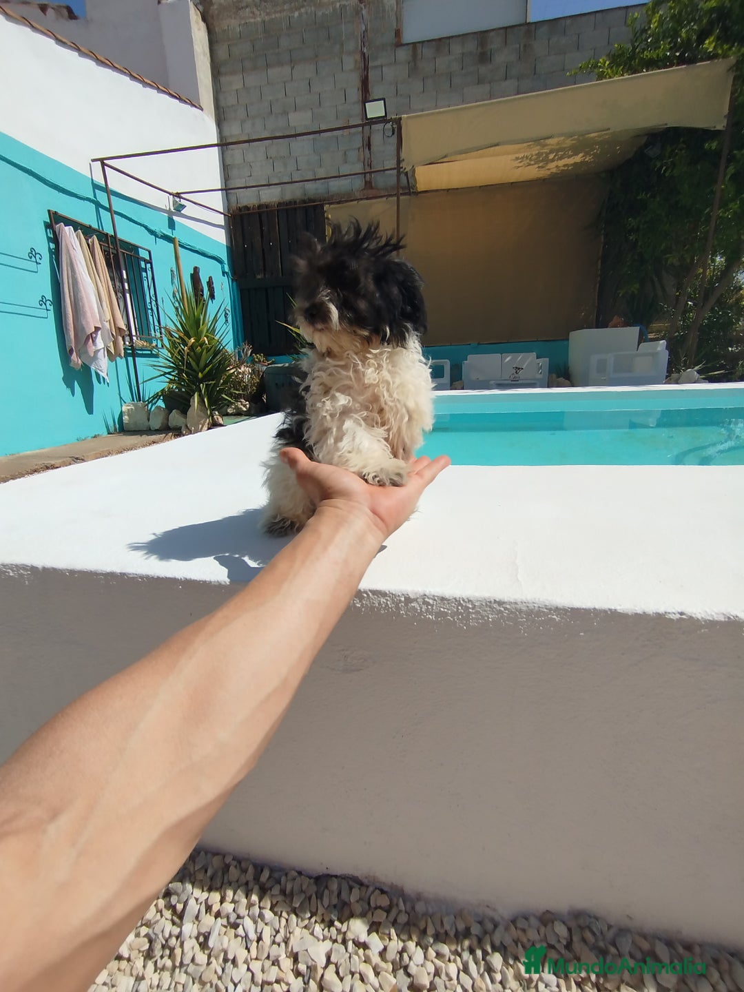 Maltipoo perros en venta: Maltipoo  - Imagen 4
