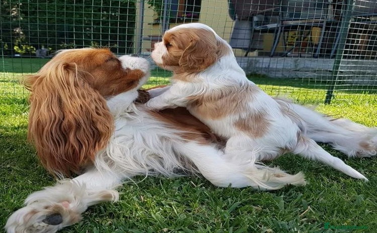 Cavalier King Charles Spaniel perros - Anuncio 1