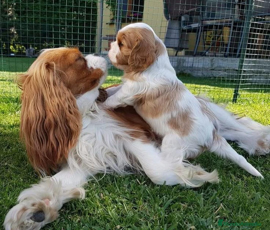 Cavalier King Charles Spaniel perros en venta: Cavalier Blenheim🤍 - Imagen 1