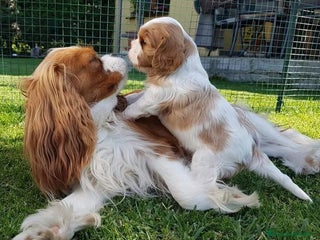 Cavalier King Charles Spaniel perros - Anuncio 16