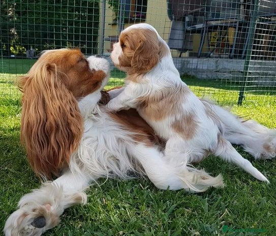 Cavalier King Charles Spaniel perros - Anuncio 13