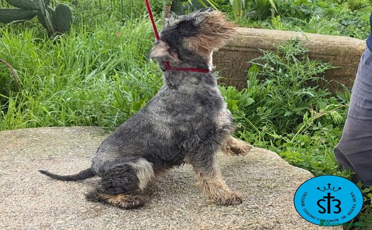 Schnauzer Miniatura perros - Propaganda 1