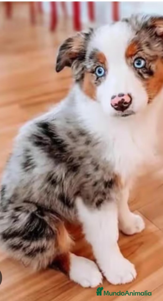 Border Collie perros Border collie merle en Ciudad Real - Anuncio 33