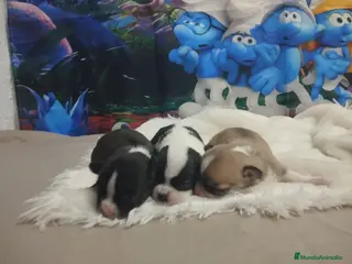 Chihuahua perros Chihuahuas toy cabeza de manzana - Anuncio 27