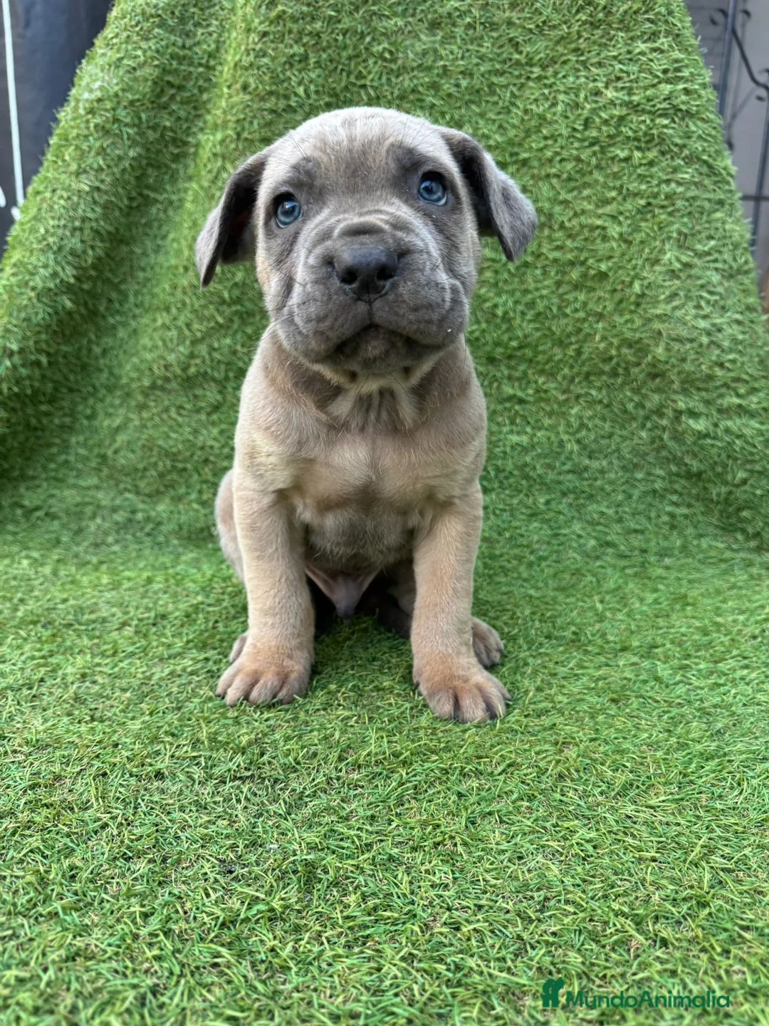Cane Corso perros en venta: CANE CORSO - Anuncio 1