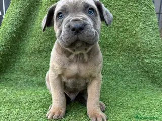 Cane Corso perros CANE CORSO - Anuncio 1