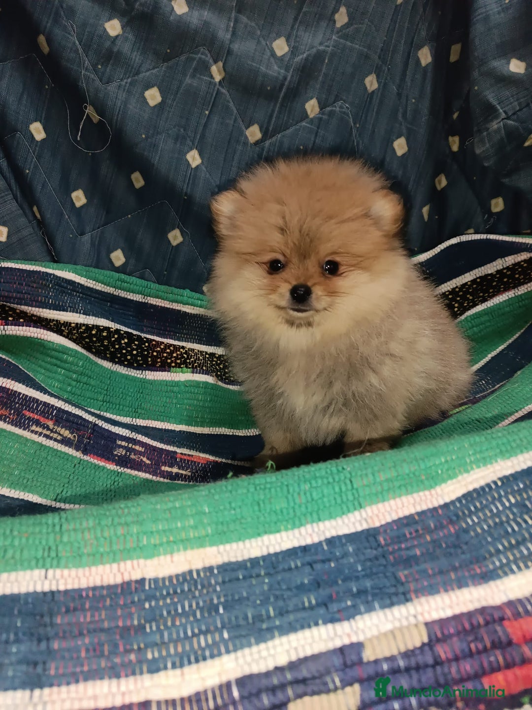 Pomerania perros en venta: MACHITO CHIQUITIN DE POMERANIA - Anuncio 2