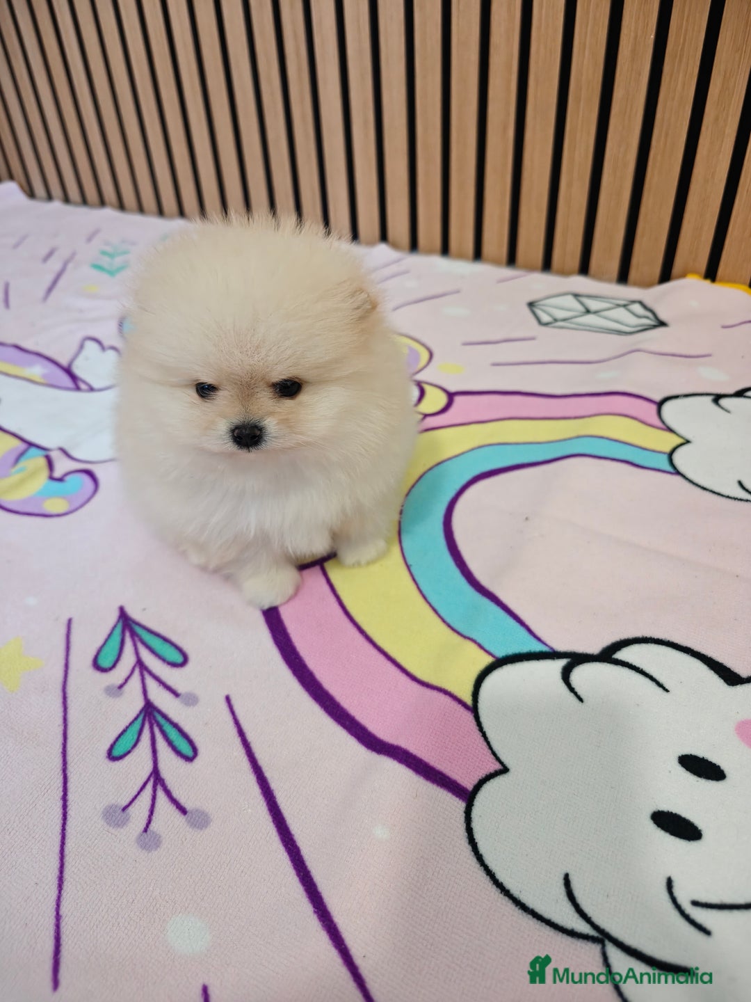 Pomerania perros en venta: Pomerania TOY Crema hembra ♀️♀️ - Anuncio 12