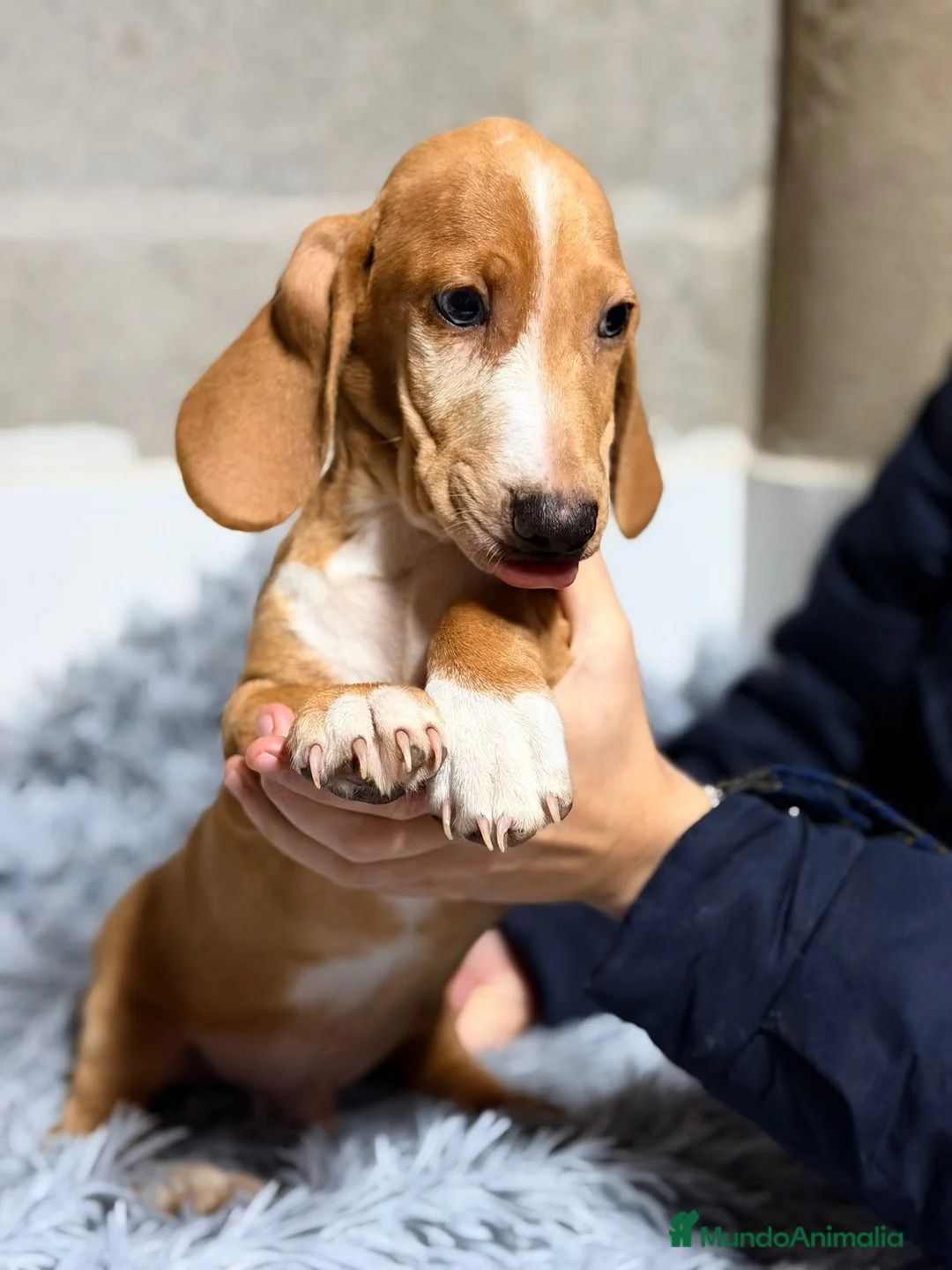 Teckel perros en venta: TECKEL ROJO  - Anuncio 3