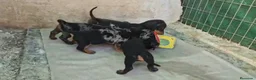 Teckel Miniatura perros en venta: Téckel varios colores y tamaños 641387649 - Anuncio 3