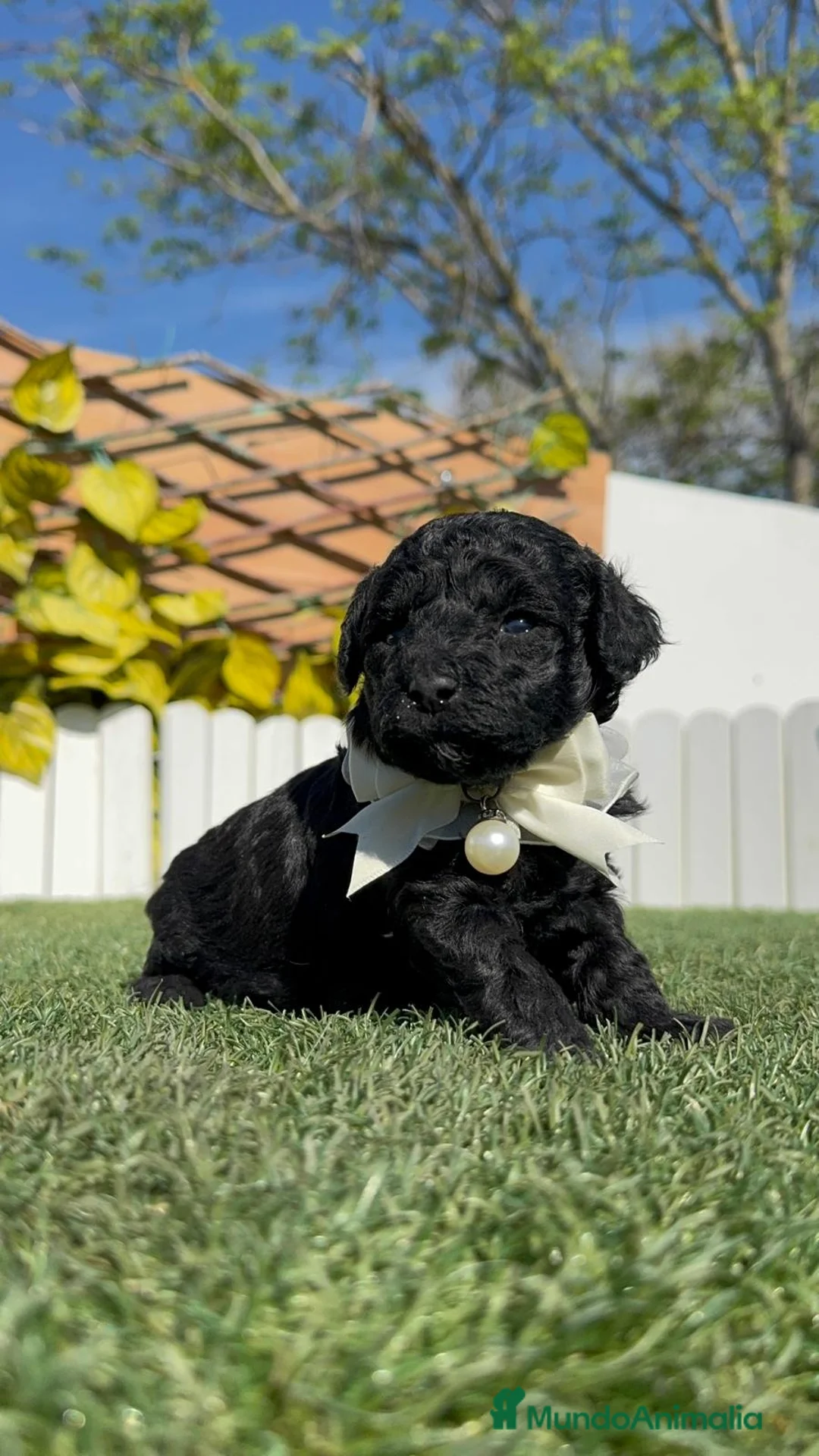 Caniche Toy perros en venta: CANICHE TOY - Anuncio 12