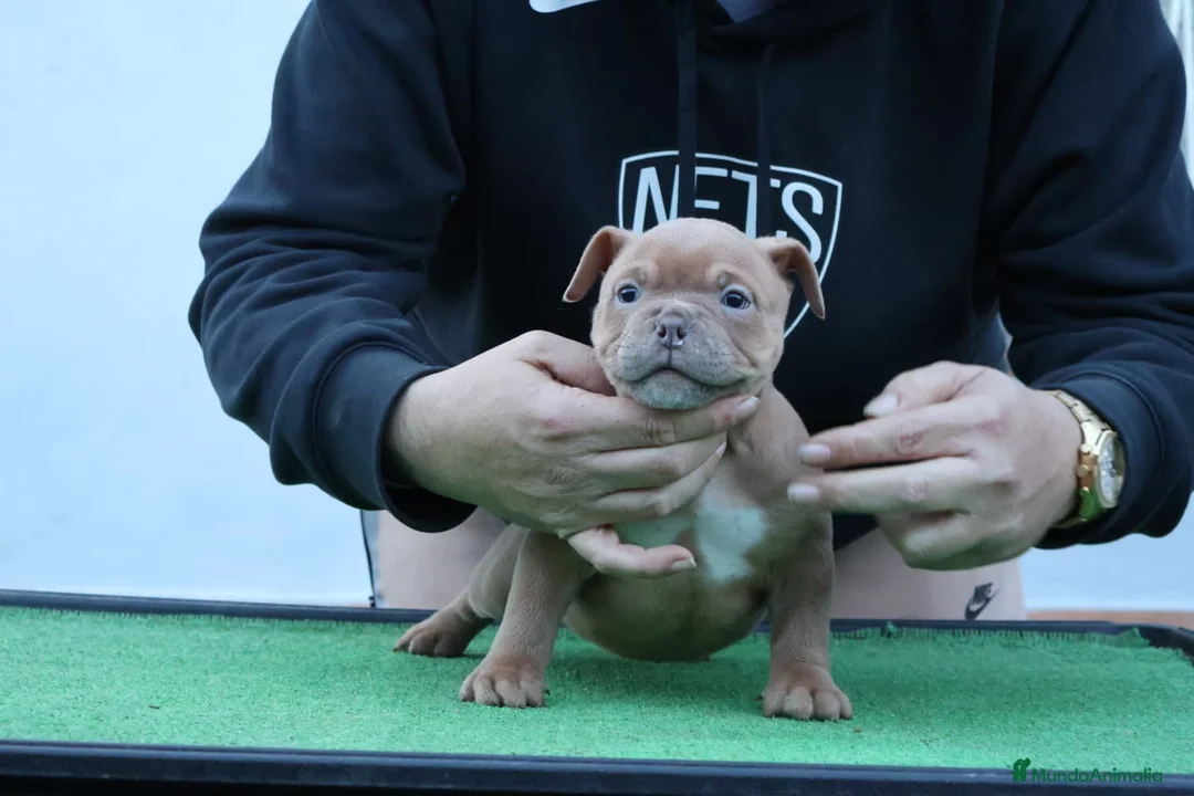 American Bully perros en venta: American bully pocket  - Anuncio 3