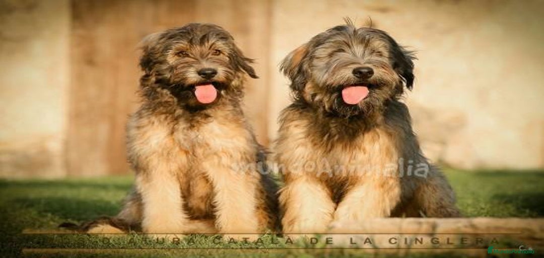 Imagen de galería {{count}}