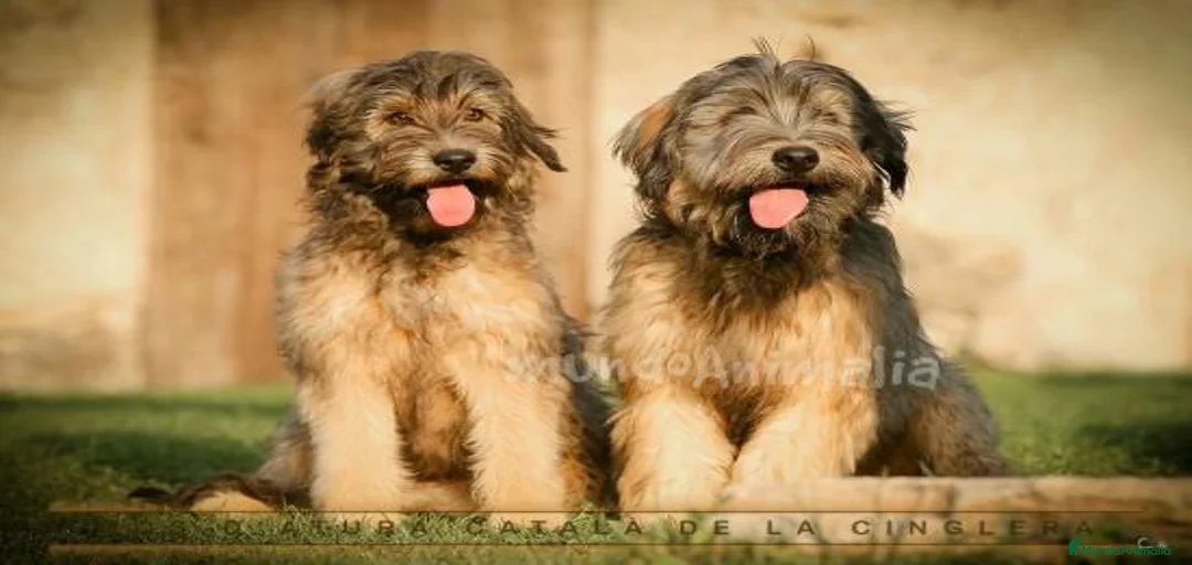 Imagen de galería {{count}}