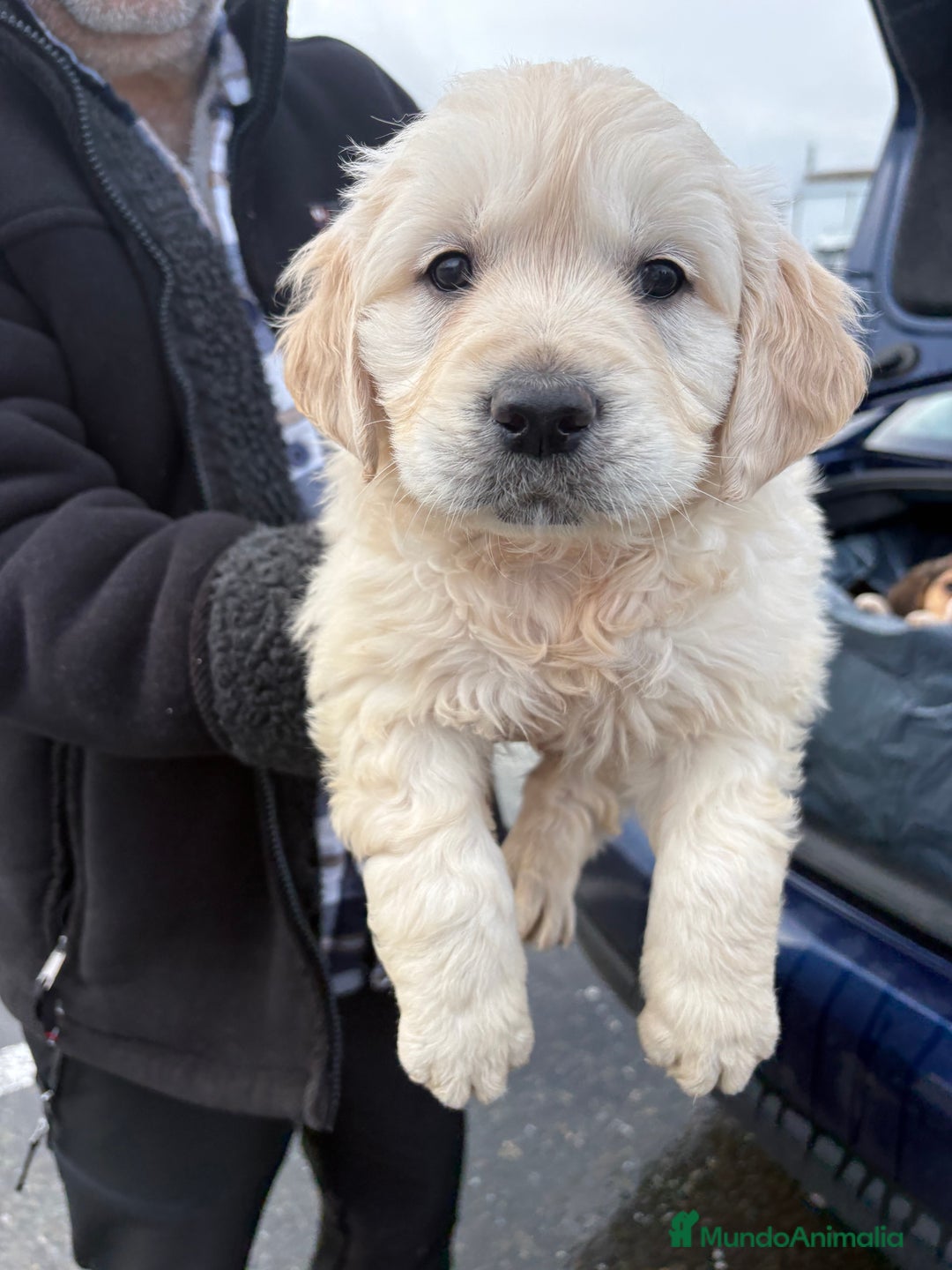 Golden Retriever perros en venta: Golden Retriever un lujo de cachorro - Anuncio 1