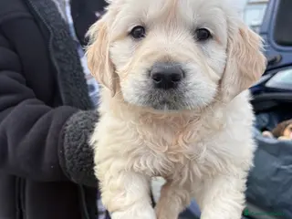 Golden Retriever perros Golden Retriever un lujo de cachorro - Anuncio 13