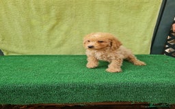 Maltipoo perros en venta: Maltipoo toy - Imagen 2