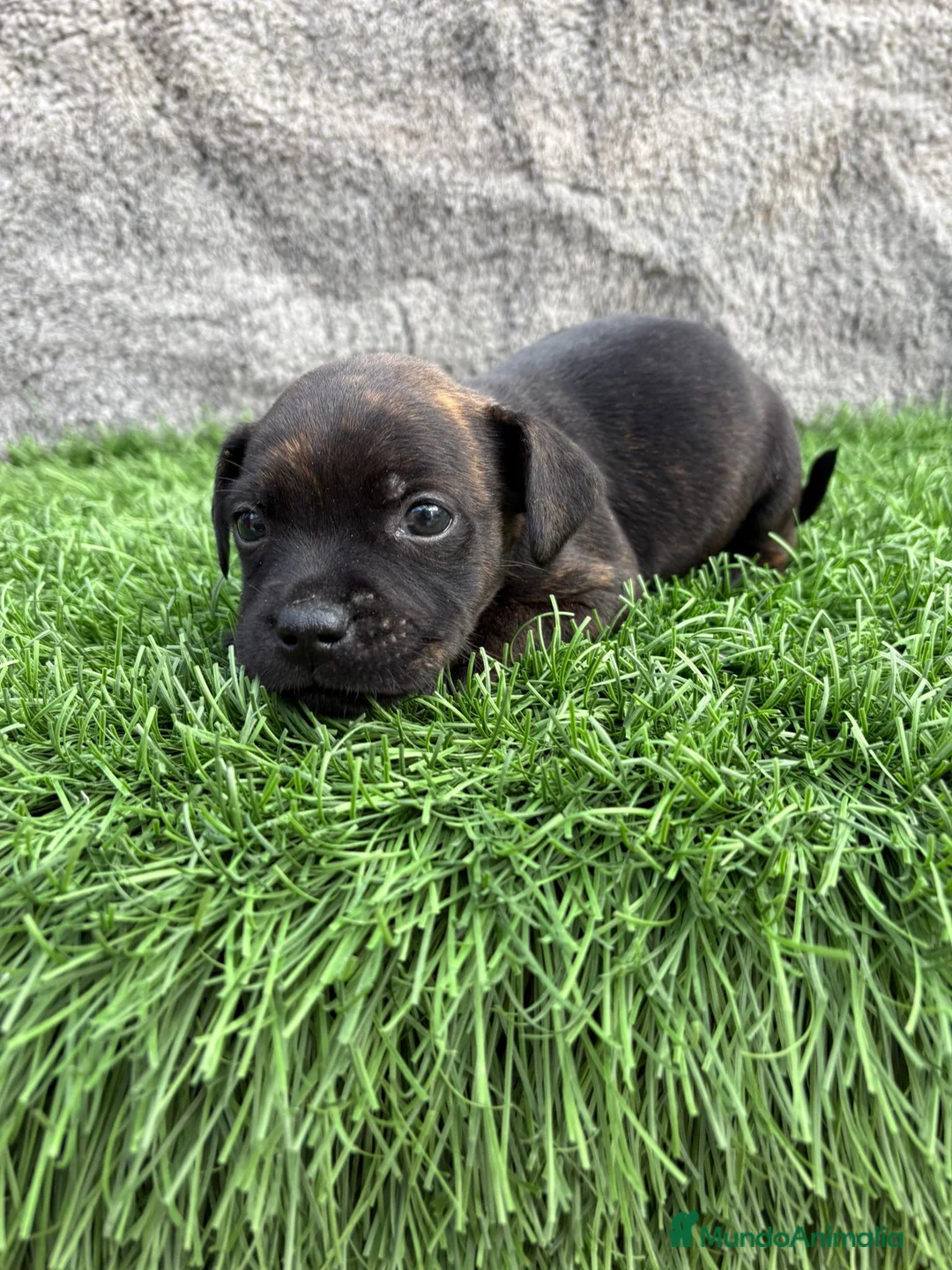 Staffordshire Bull Terrier perros en venta: Cachorro macho de Staffordsshire Bull Terrier  - Anuncio 17