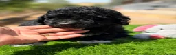 Perro de Agua Español perros en venta: CAMADA PERRO DE AGUA ESPAÑOL CALIDAD - Anuncio 7