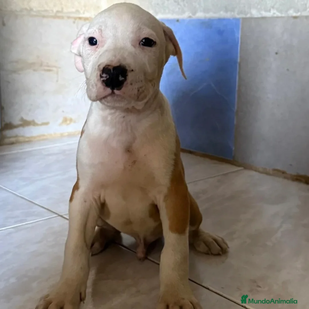American Staffordshire-Terrier perros en venta: American Staffordshire - Anuncio 3