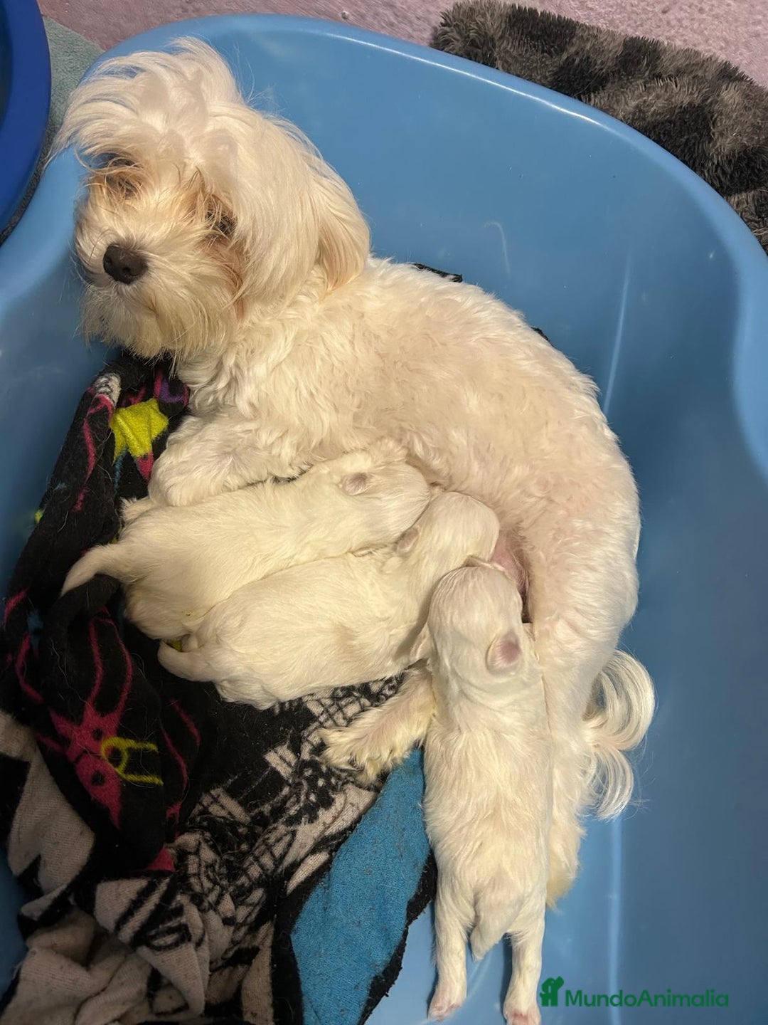 Bichón Maltés perros en venta: Bichón maltes linea americana - Imagen 4
