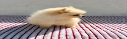 Pomerania perros en venta: Lulu Pomerania toy  - Anuncio 8