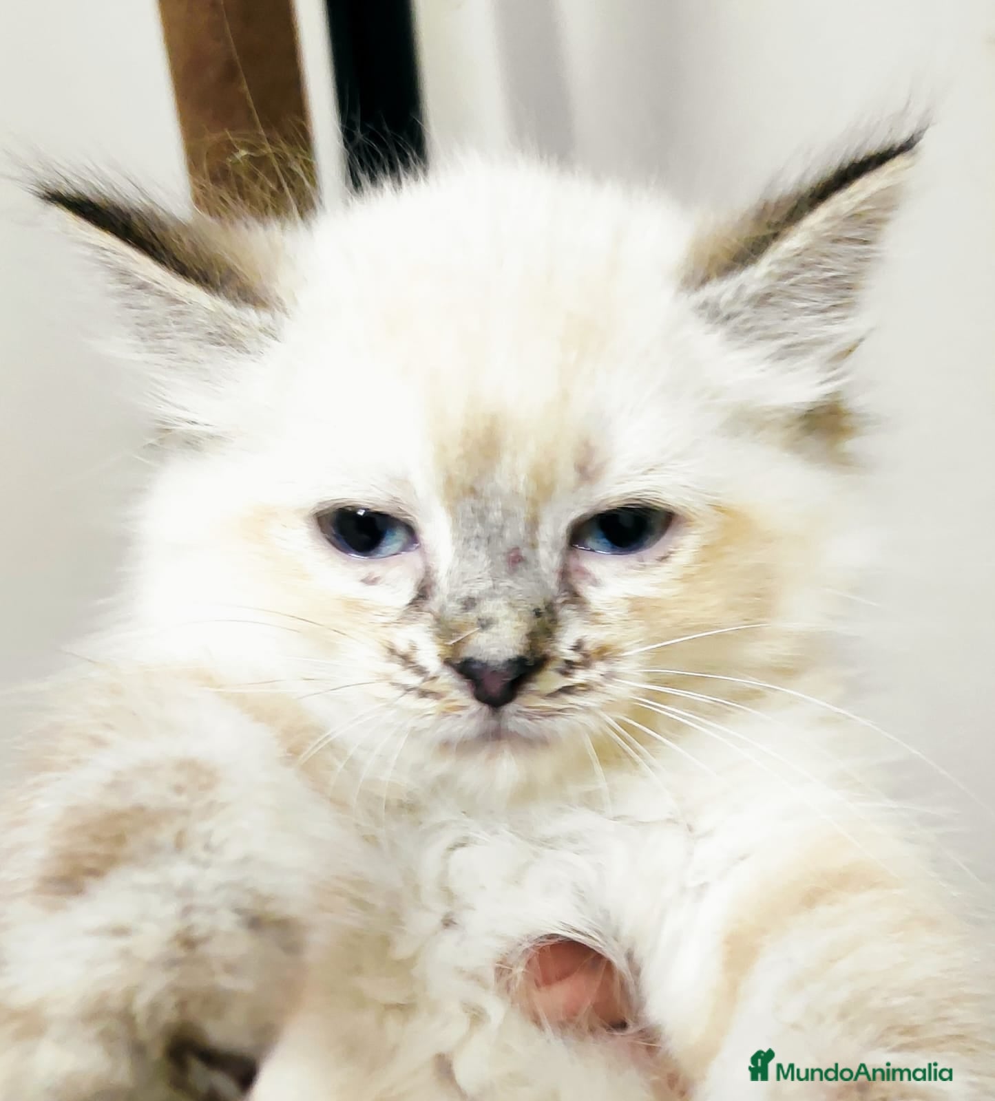 Persa gatos Persa europea himalaya - Anuncio 1