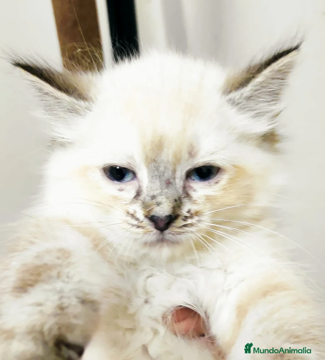 Persa gatos en venta: Persa europea himalaya - Anuncio 1