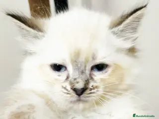 Persa gatos Persa europea himalaya - Anuncio 1