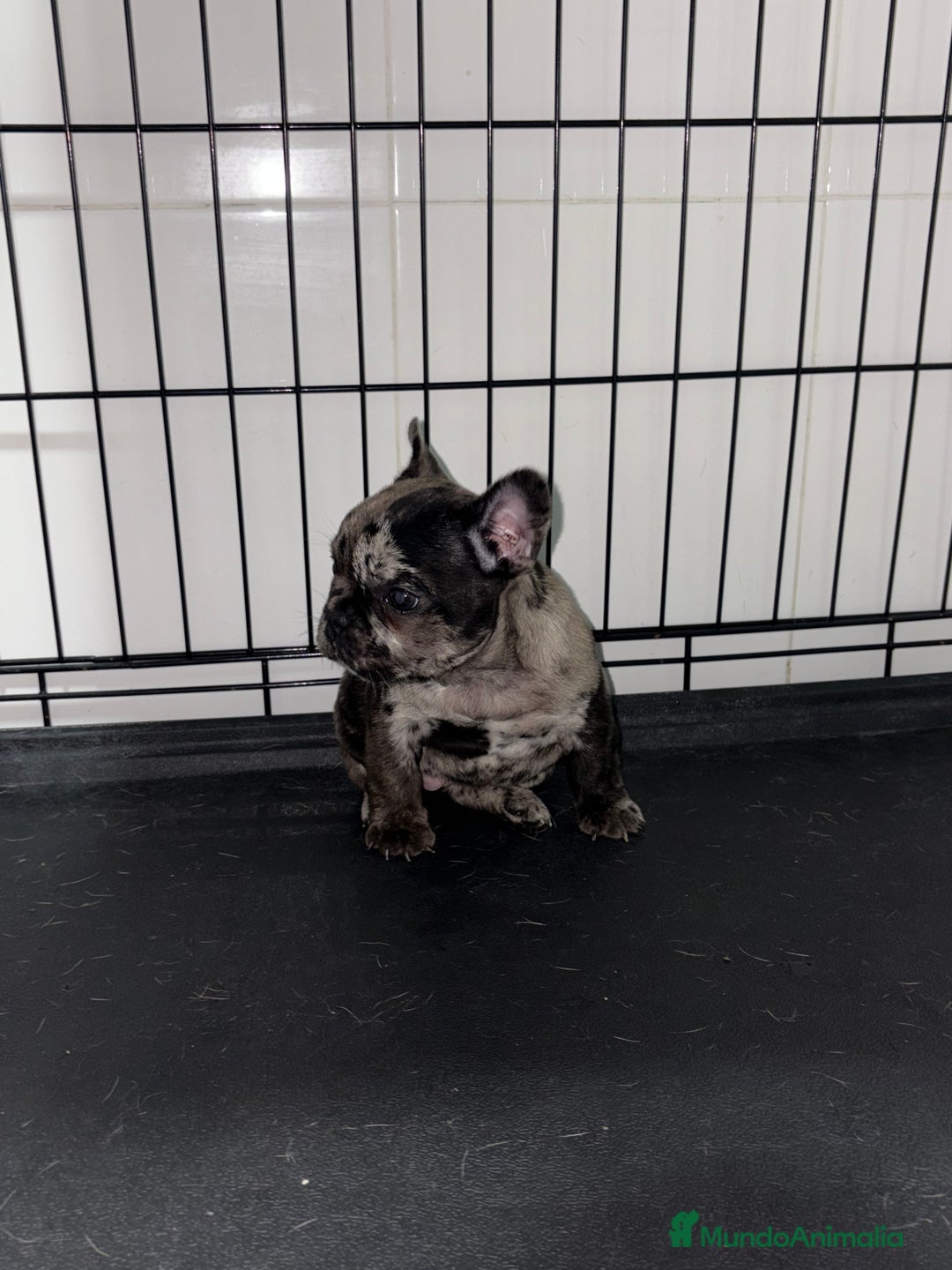 Bulldog Francés perros en venta: Cachorra bulldog francés merle  - Anuncio 2