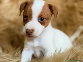 Jack Russell Terrier perros CAMADA JACK RUSSEL MACHOS - Anuncio 1