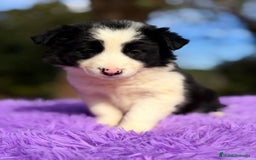 Border Collie perros en venta: BORDER COLLIE NEGRO Y BLANCO - Anuncio 3