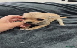 Chihuahua perros en venta: Chihuahua hembra Toy  - Imagen 1