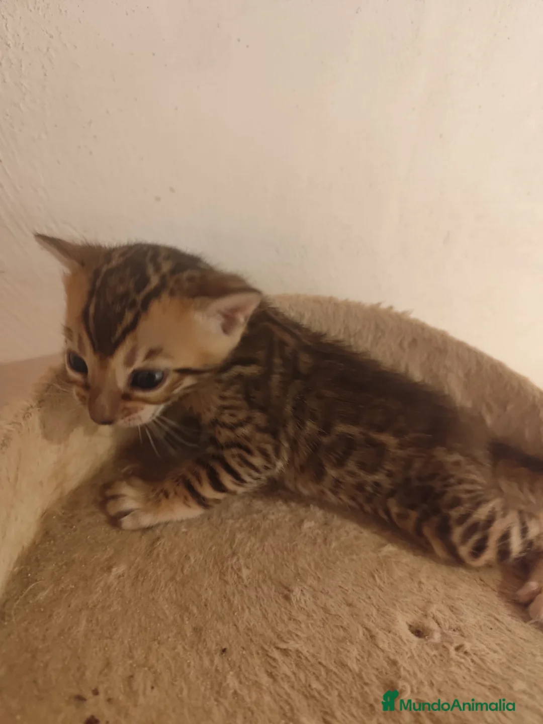 Bengalí gatos en venta: GATITOS BENGALI - Anuncio 2