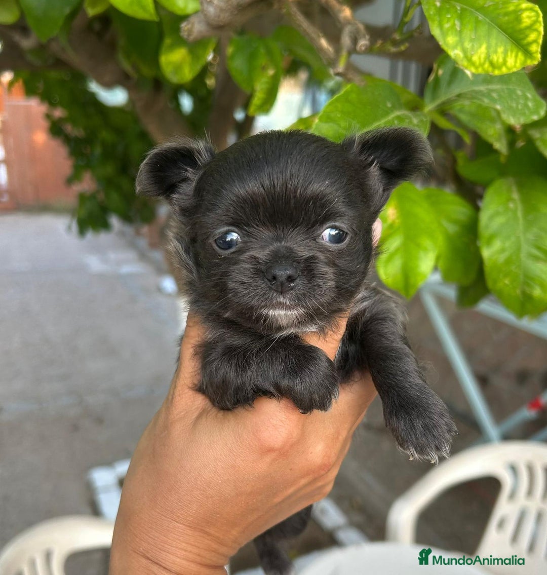 Chihuahua perros en venta: Camada de preciosos chihuahuas - Imagen 2