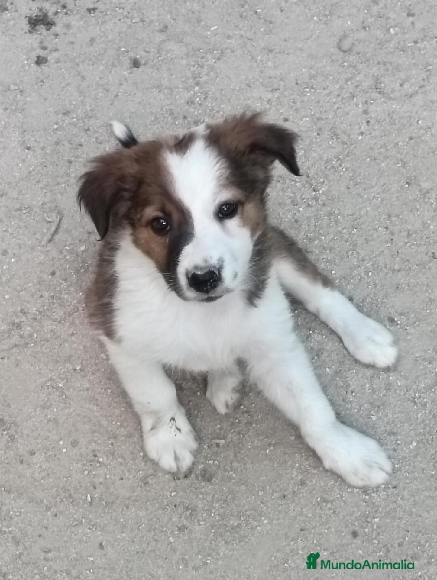 Border Collie perros Border collie  - Anuncio 31