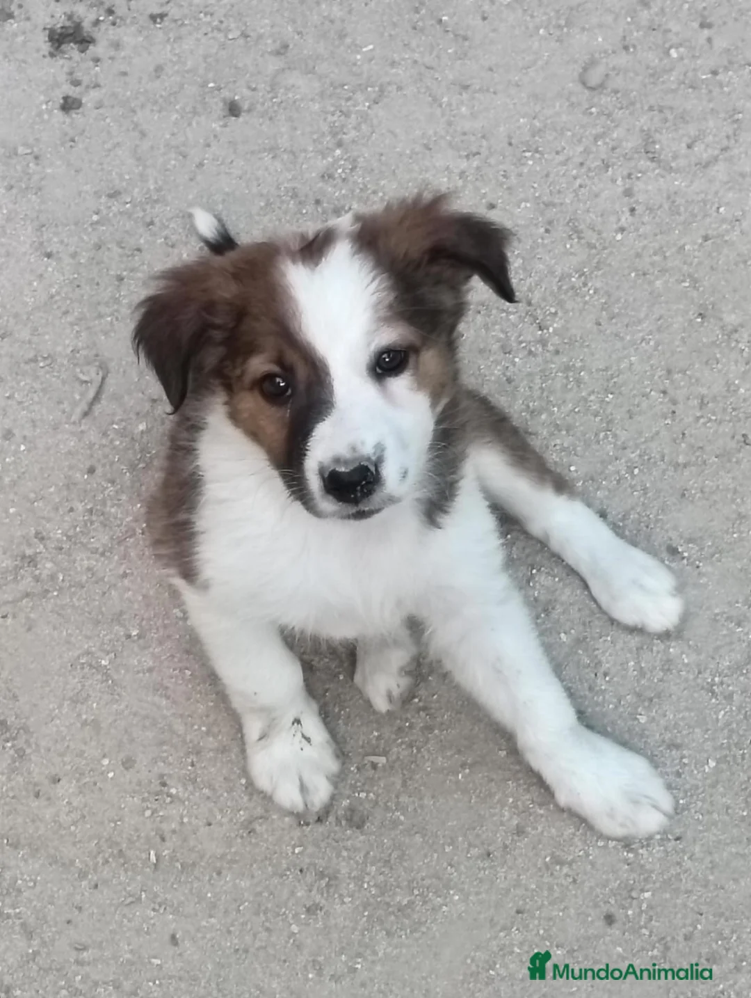 Border Collie perros en venta: Border collie  - Anuncio 2