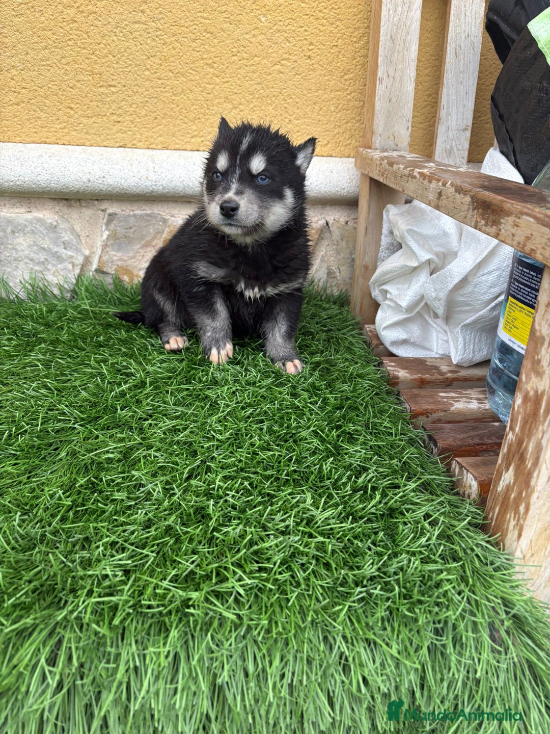 Husky Siberiano perros en venta: Cachorro de Husky Siberiano macho  - Anuncio 3
