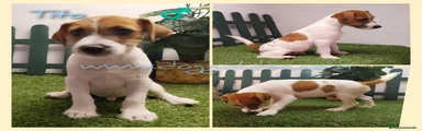 Jack Russell Terrier 4