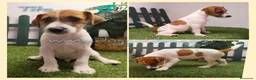 Jack Russell Terrier perros en venta: Jack Russell Terrier - Anuncio 5
