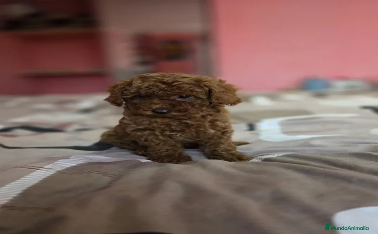 Caniche Enano perros - Anuncio 14