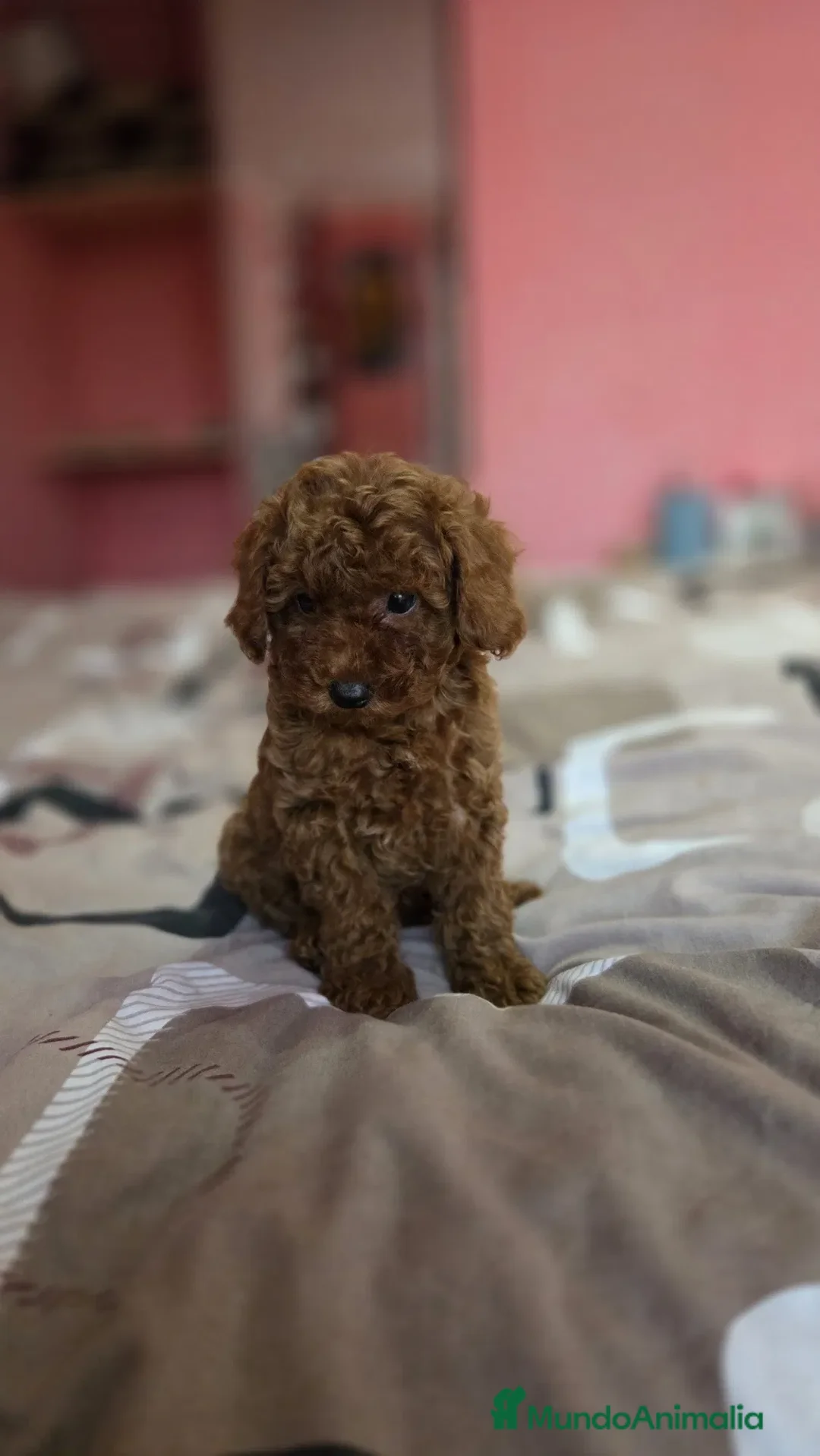 Caniche Enano perros en venta: caniche enano - Imagen 1