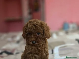 Caniche Enano perros - Anuncio 25